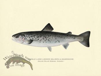 Salmon - Female Land Locked